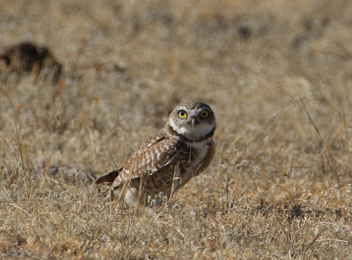 Burrowing Owl - FELIPE SAN MARTIN