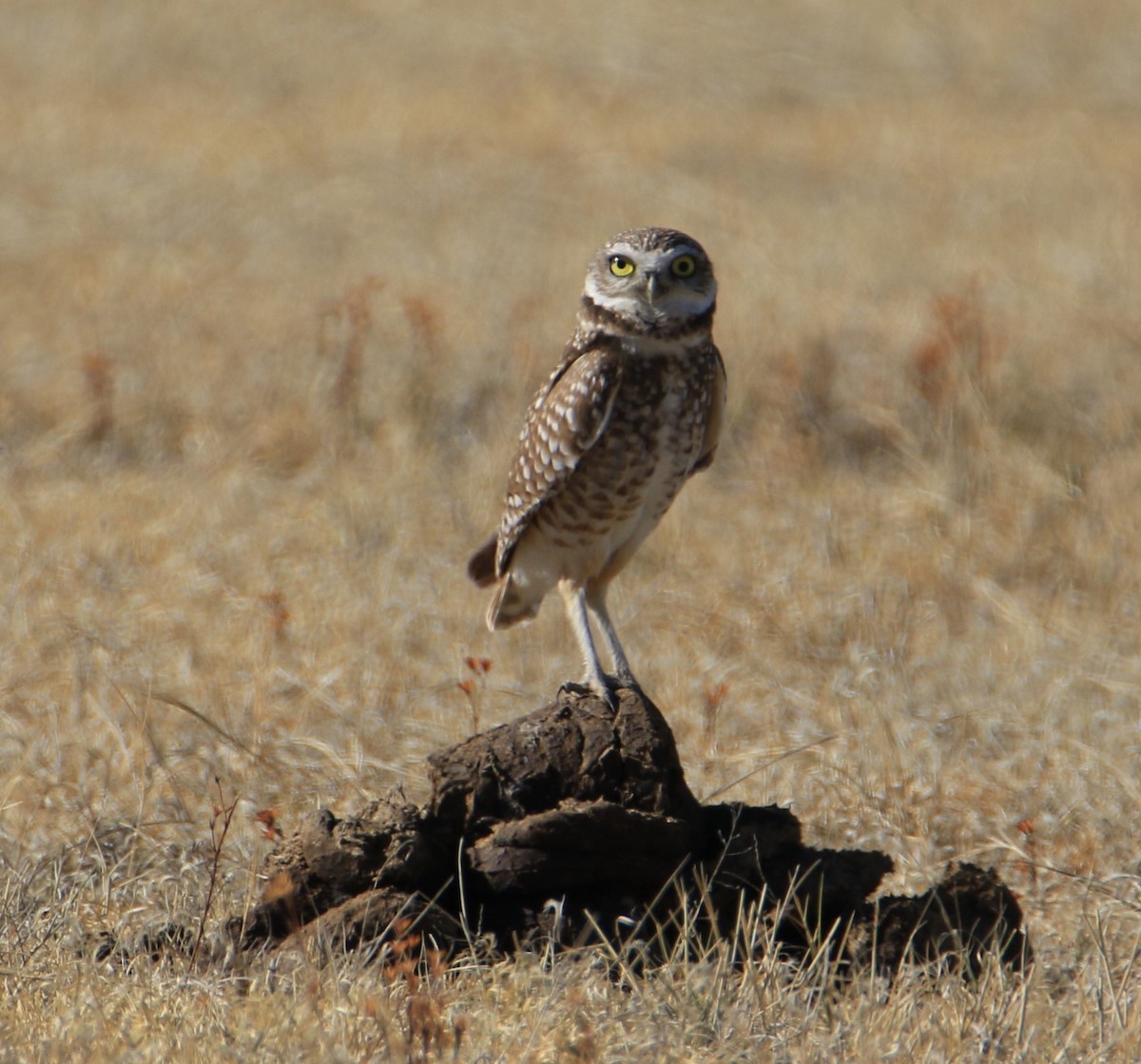 Burrowing Owl - FELIPE SAN MARTIN