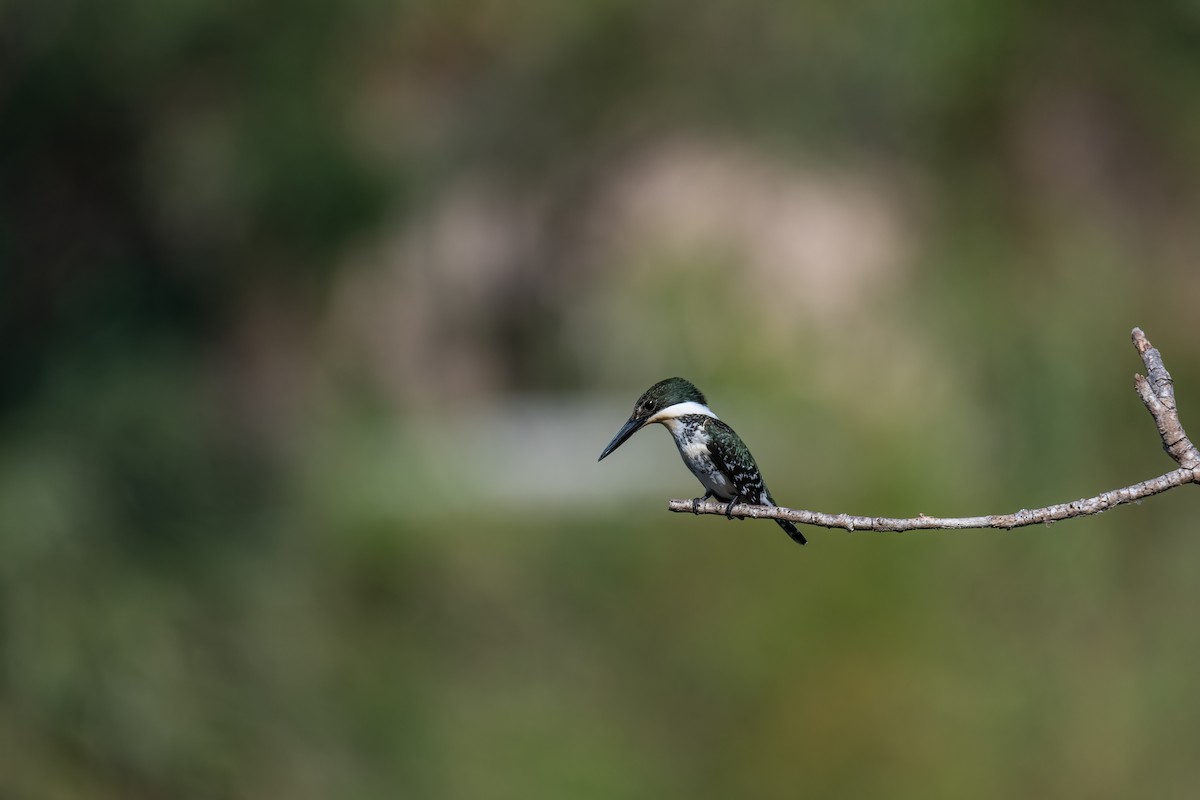 Green Kingfisher - Ruben Torres