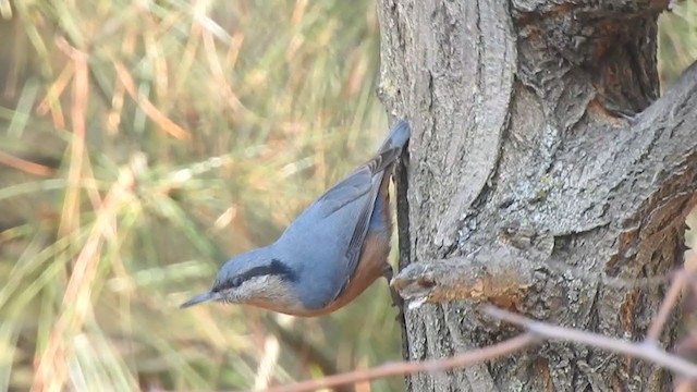 Kashmir Nuthatch - ML398510681