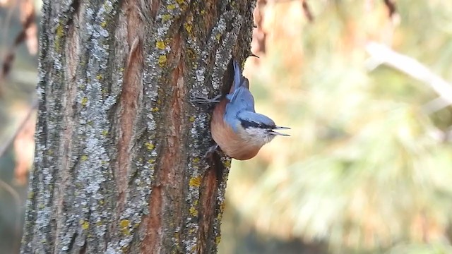 Kashmir Nuthatch - ML398511111