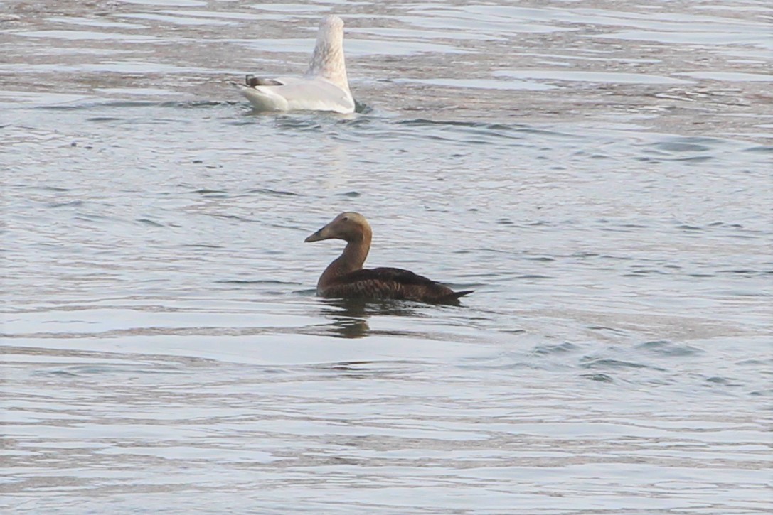 Common Eider - ML398513301