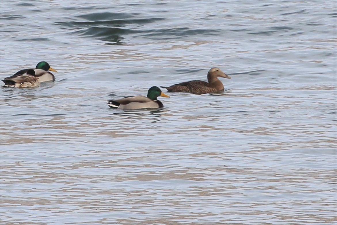 Common Eider - ML398513321