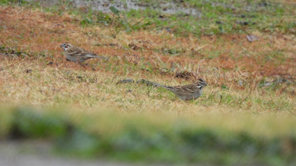 Lark Sparrow - Karen Evans