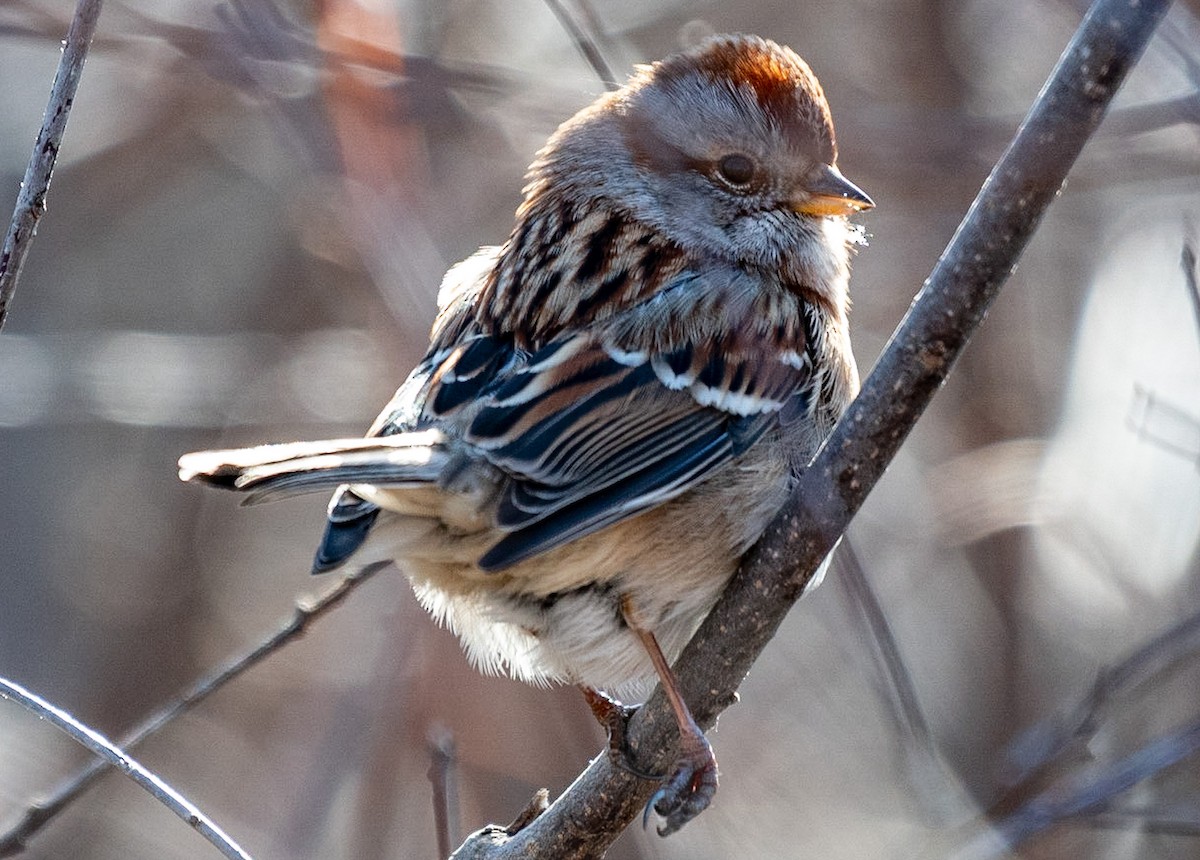 Spizella sp./American Tree Sparrow - ML398515801