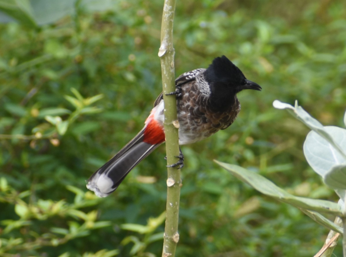Red-vented Bulbul - ML398516301