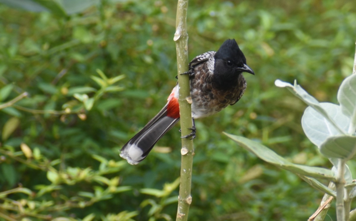 Bulbul à ventre rouge - ML398516311