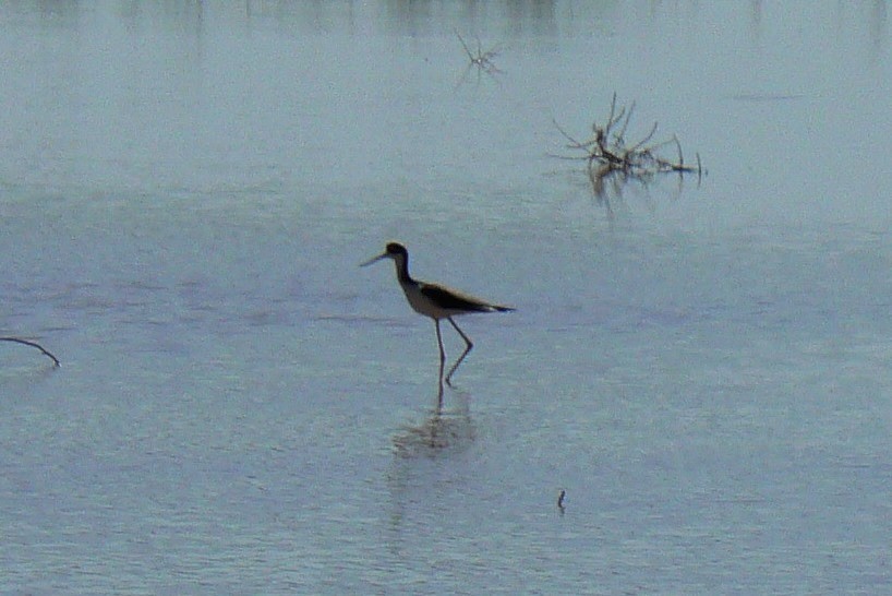 Black-necked Stilt - ML39851641