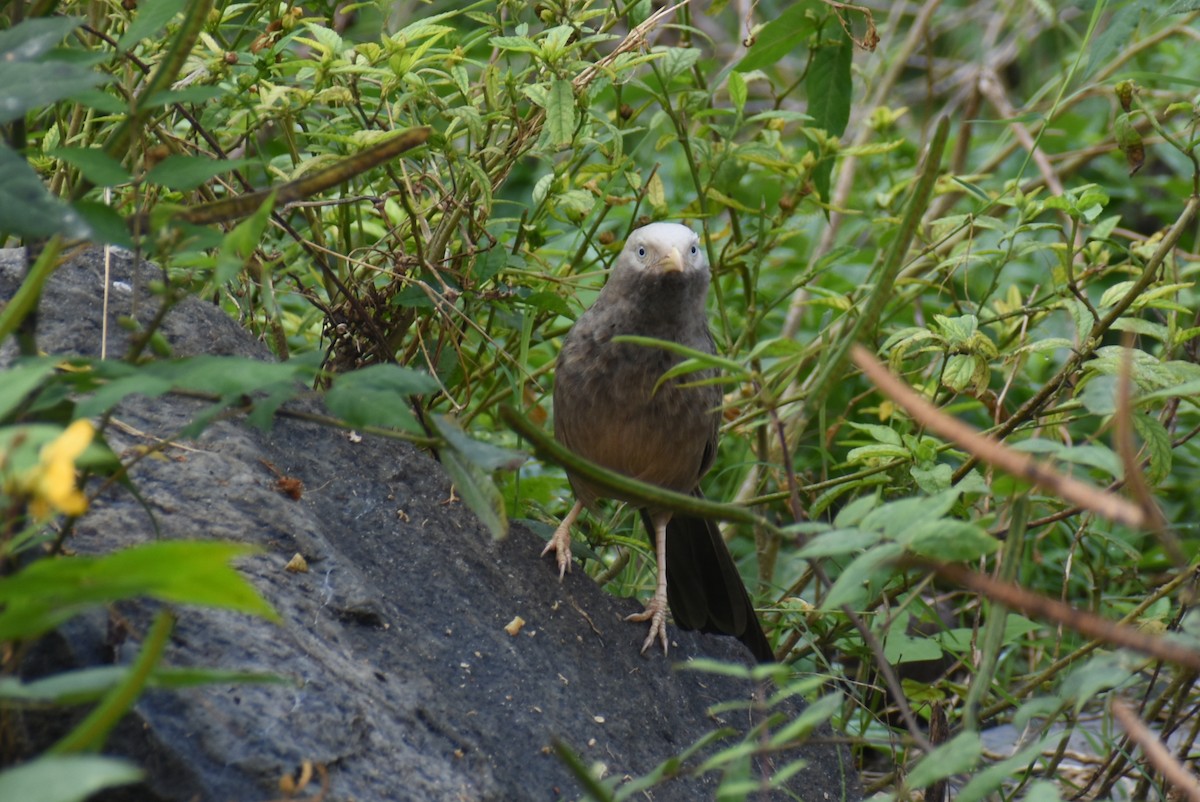 Yellow-billed Babbler - ML398516421