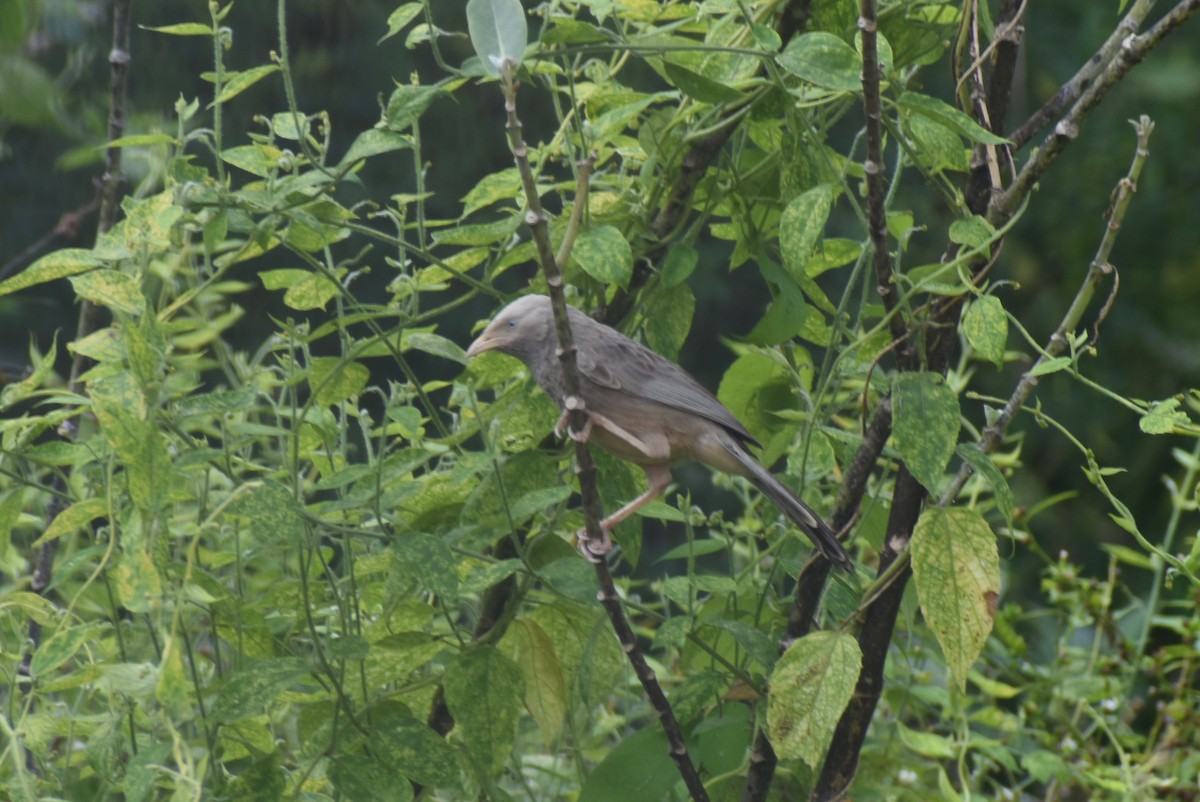 Yellow-billed Babbler - ML398516451