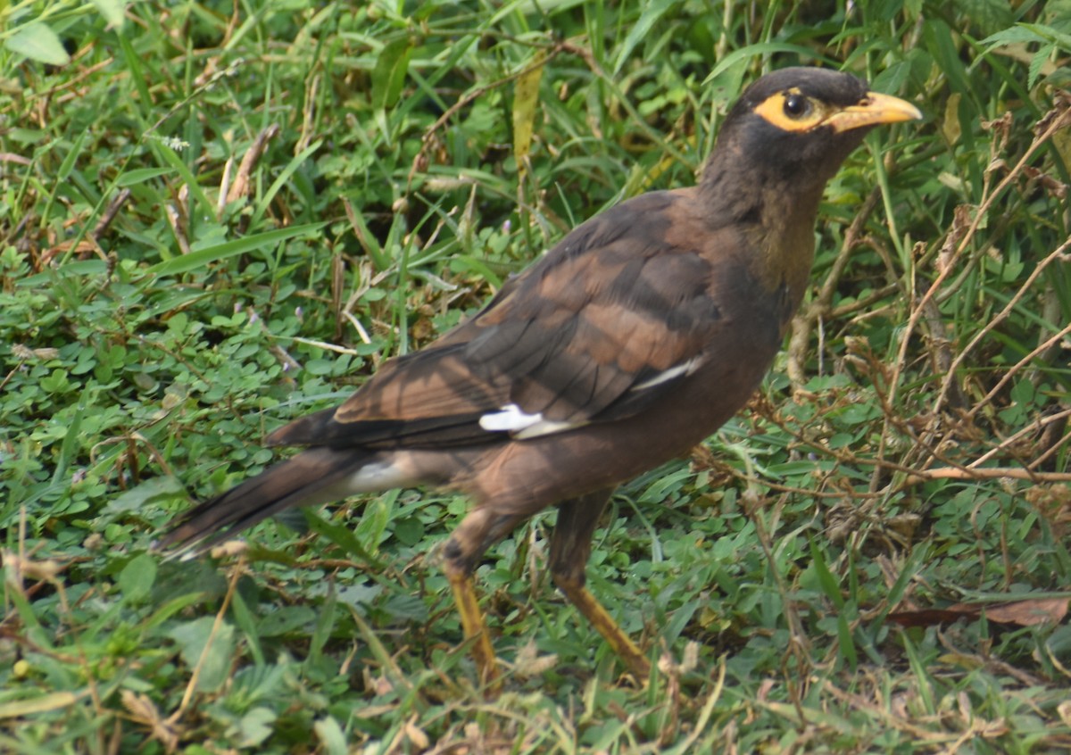 Common Myna - ML398516941