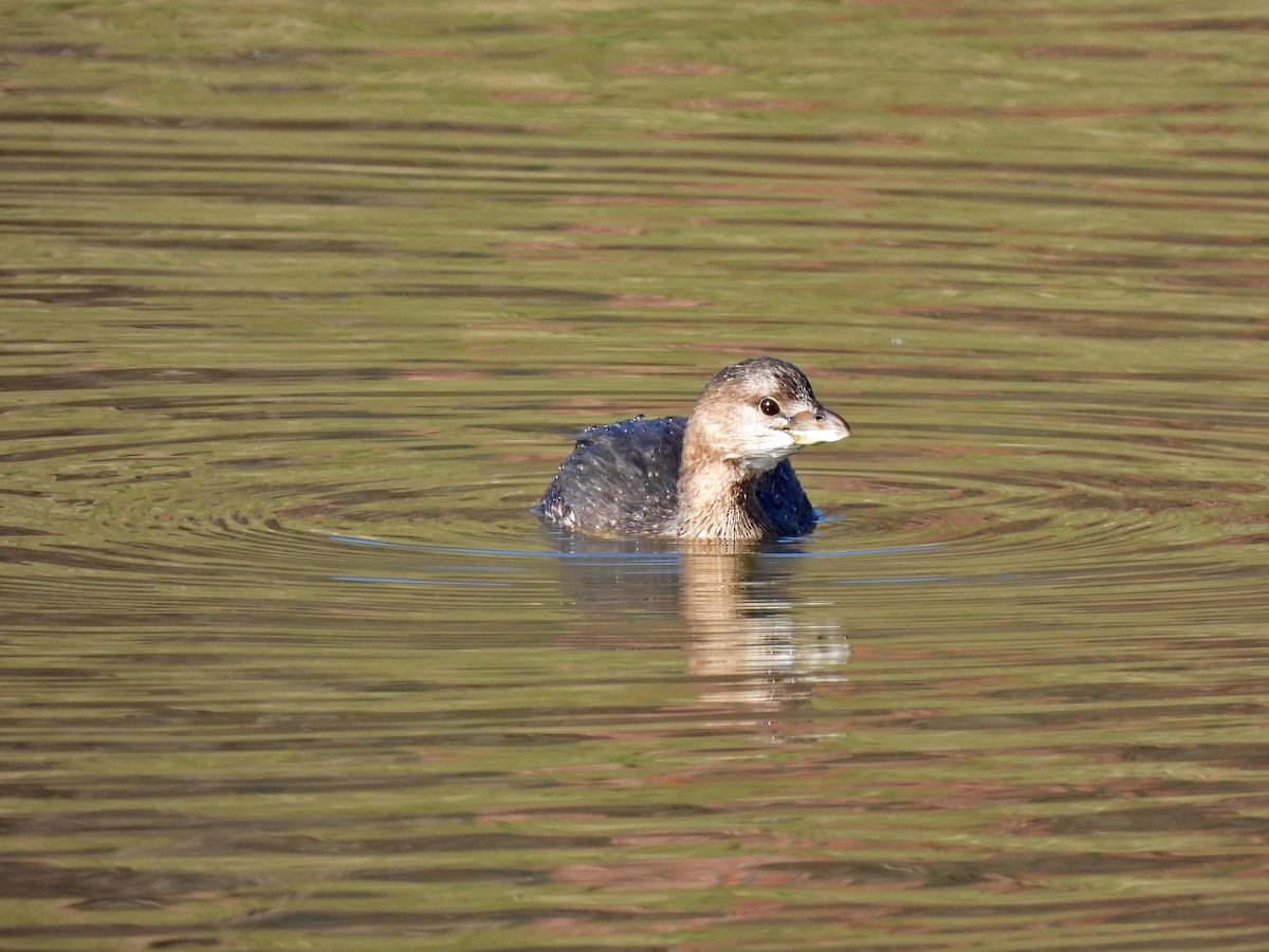 Pied-billed Grebe - ML398517401