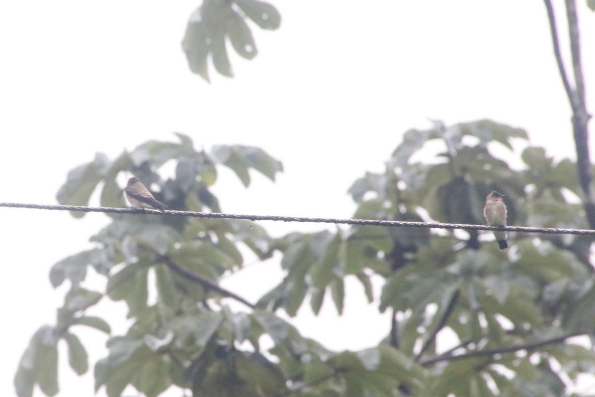 Southern Rough-winged Swallow - Mathew Zappa