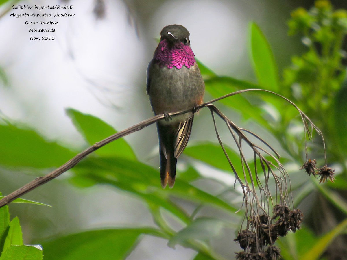 Magenta-throated Woodstar - ML39851761