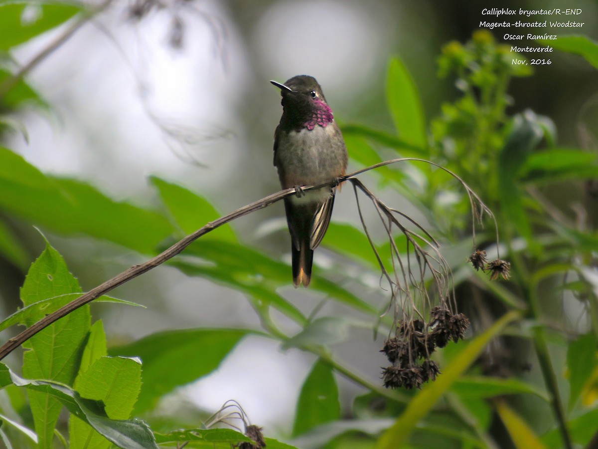 Magenta-throated Woodstar - Oscar Ramirez Alan