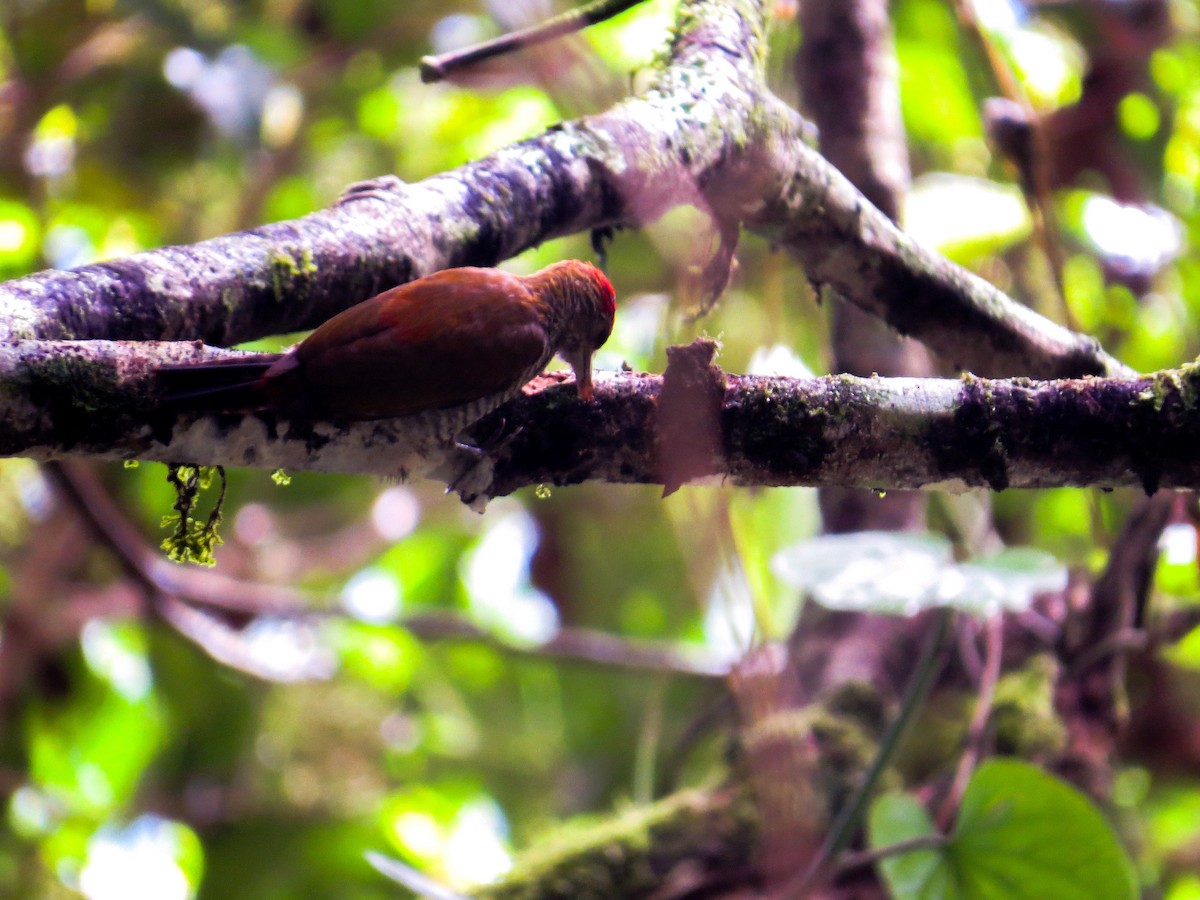 Red-rumped Woodpecker - Carlos E. Delgado (JUMABITA)