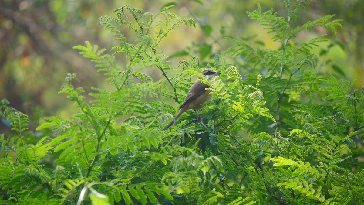 Brown Shrike - Praveen Bennur