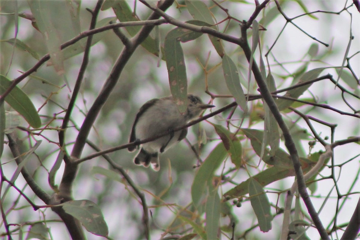 Western Gerygone - ML398519471