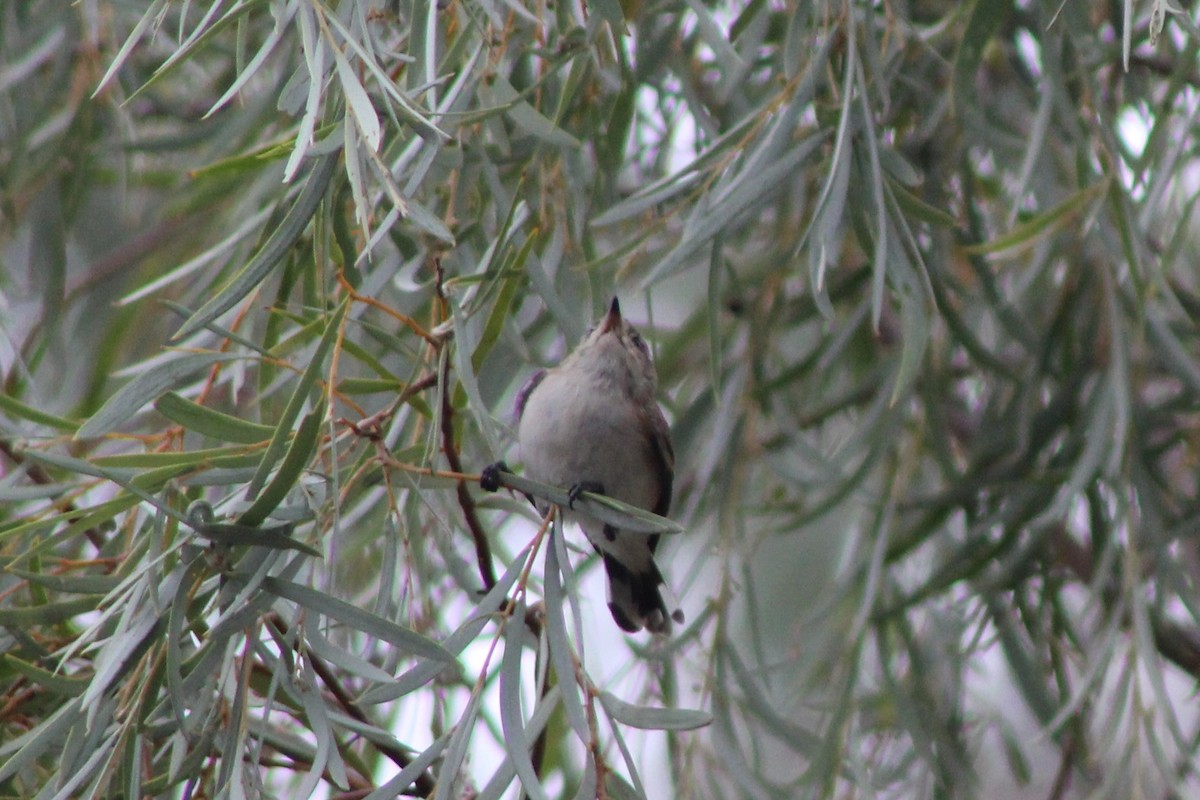 Western Gerygone - Leonie Beaulieu