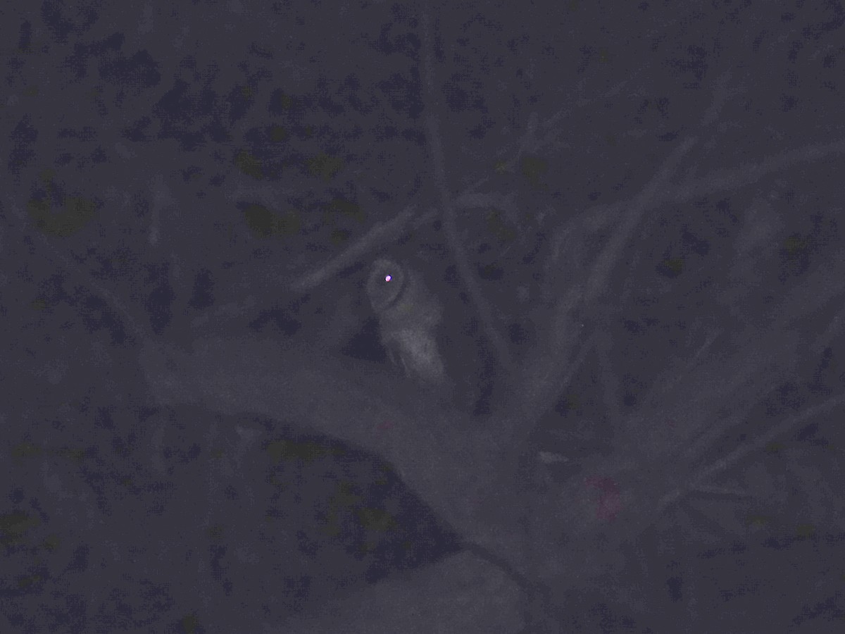 Australian Masked-Owl - ML398519991