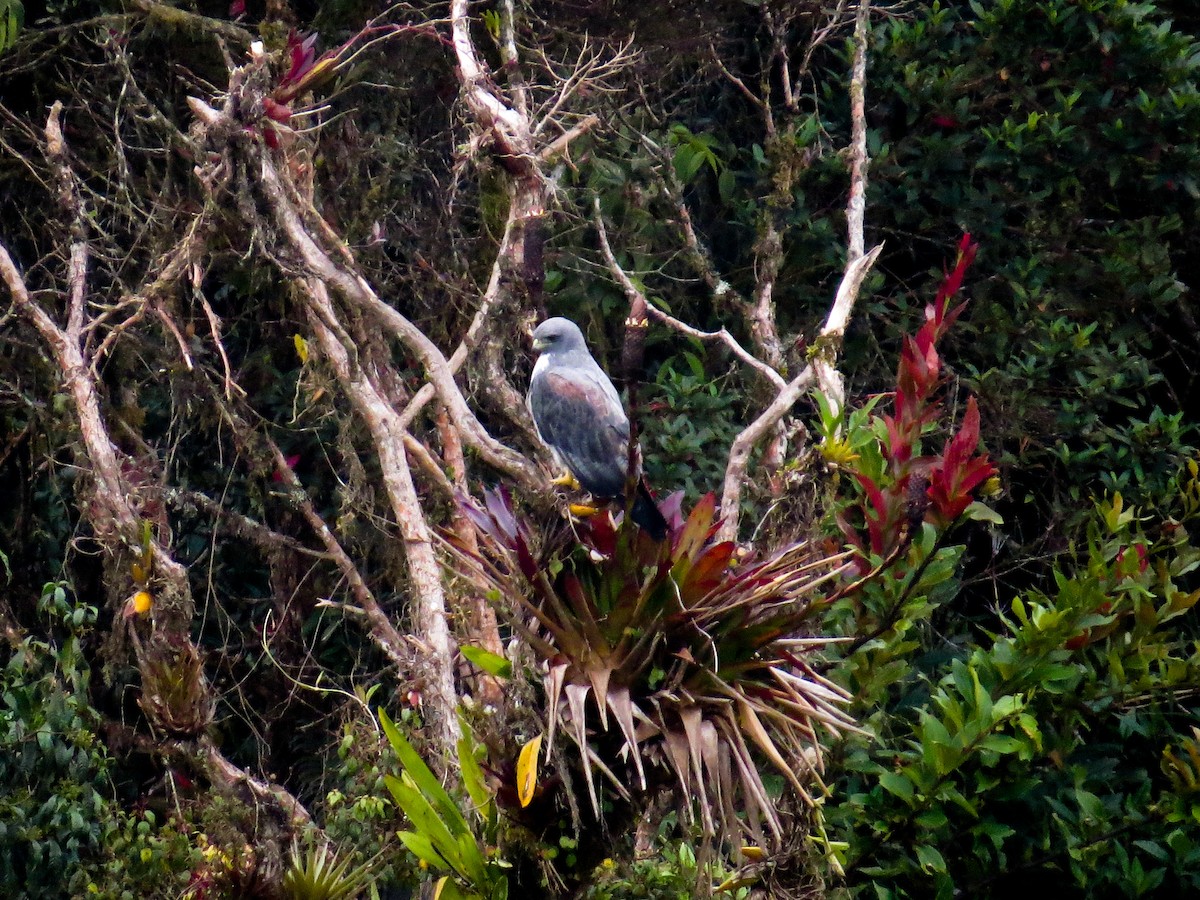 White-tailed Hawk - ML398520471