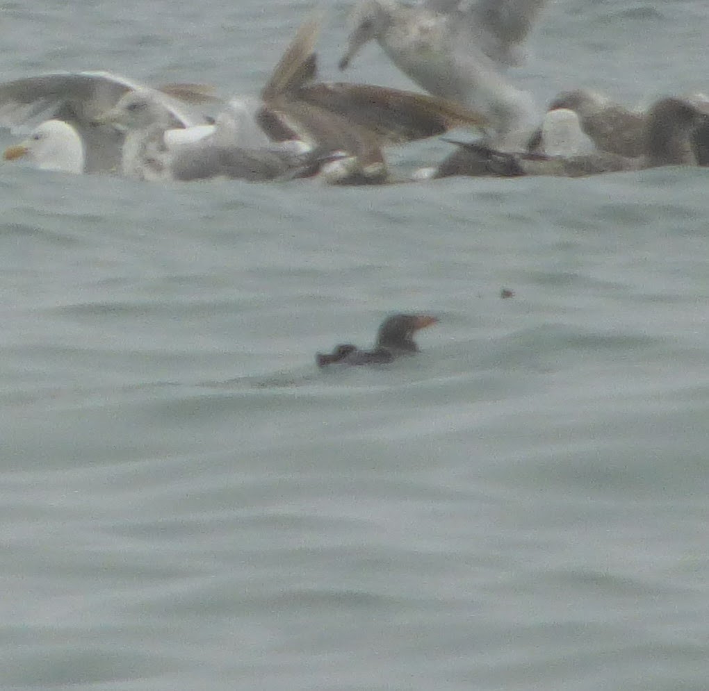 Rhinoceros Auklet - ML398520611