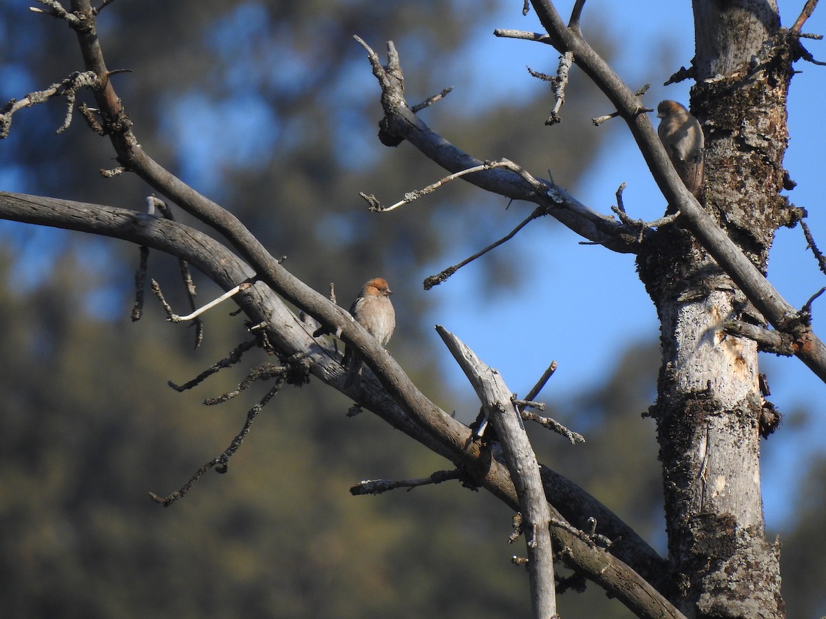 Plain Mountain Finch - Francis D'Souza