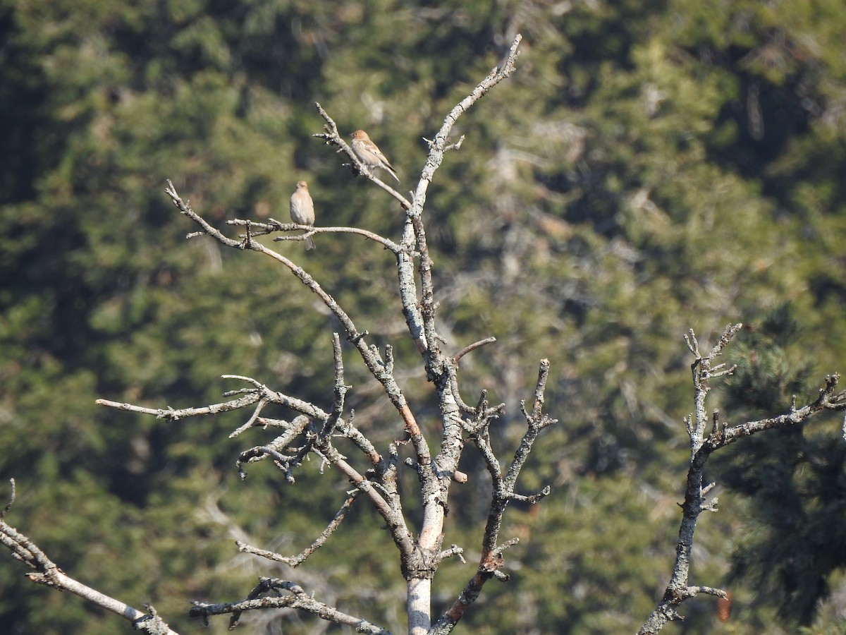 Plain Mountain Finch - Francis D'Souza