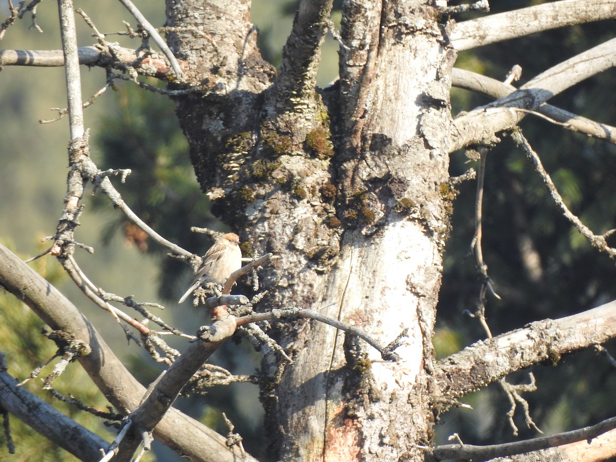 Plain Mountain Finch - ML398520681