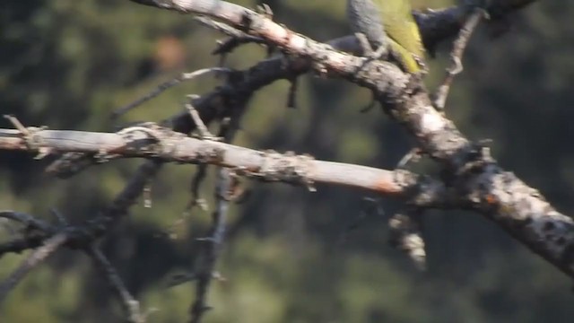 Scaly-bellied Woodpecker - ML398521901