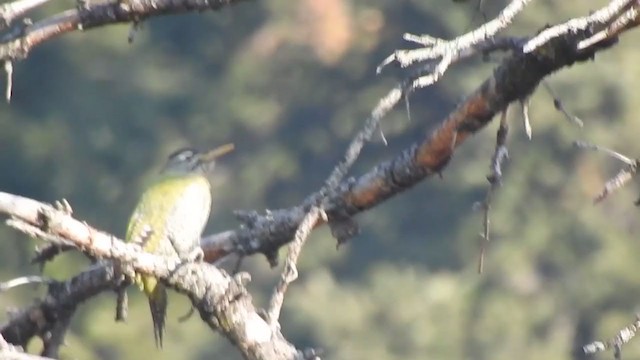 Scaly-bellied Woodpecker - ML398521941