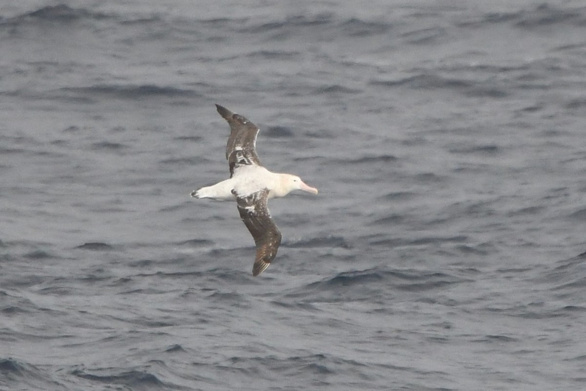 Albatros hurleur, A. de Tristan da Cunha ou A. des Antipodes - ML398522781