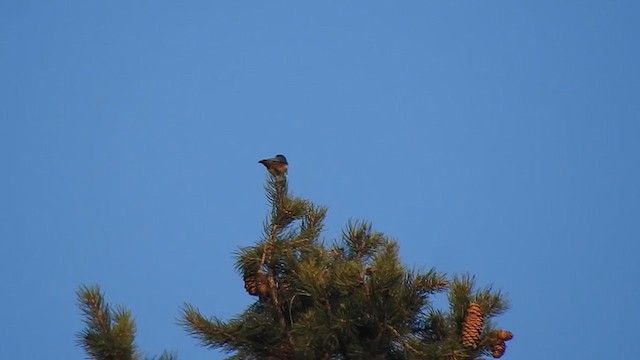 White-cheeked Nuthatch - ML398523601