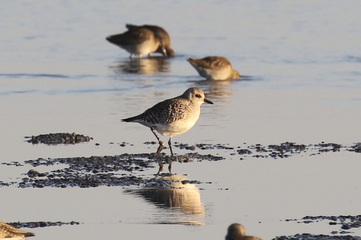 Black-bellied Plover - ML398524141