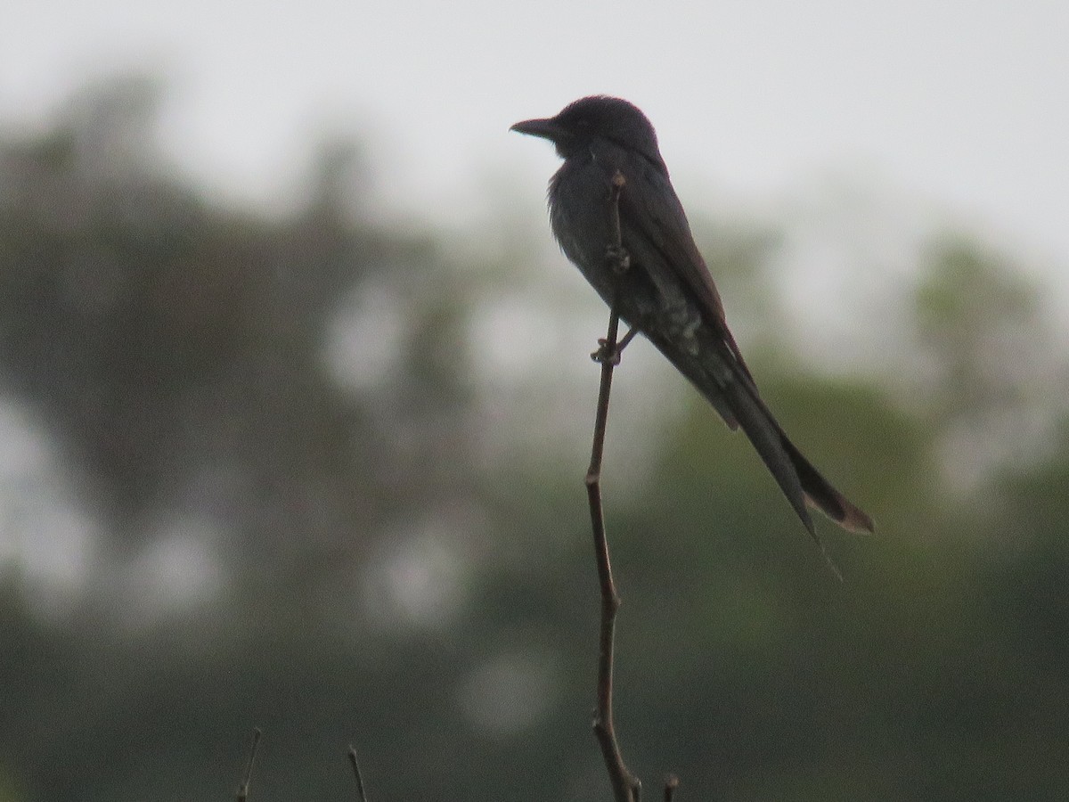 Black Drongo - ML398524251