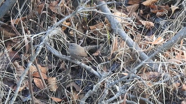 Eurasian Wren - ML398524831