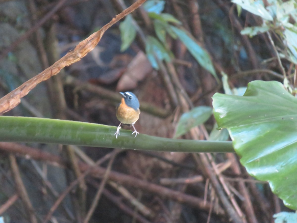 黃胸青鶲 - ML398525221