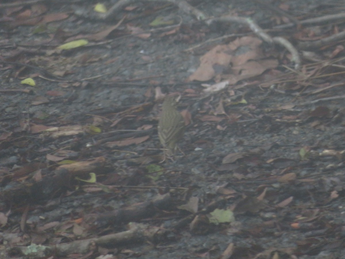 樹鷚 - ML398525311