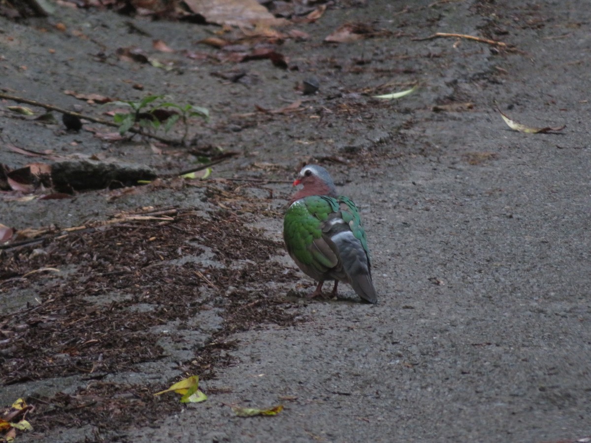 翠翼鳩 - ML398525391