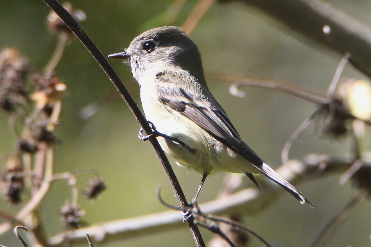 Hammond's Flycatcher - ML398525691