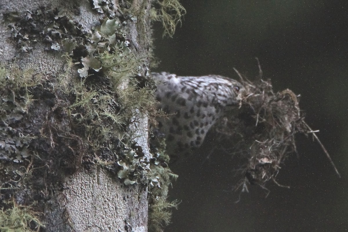 Gray-barred Wren - ML398525781