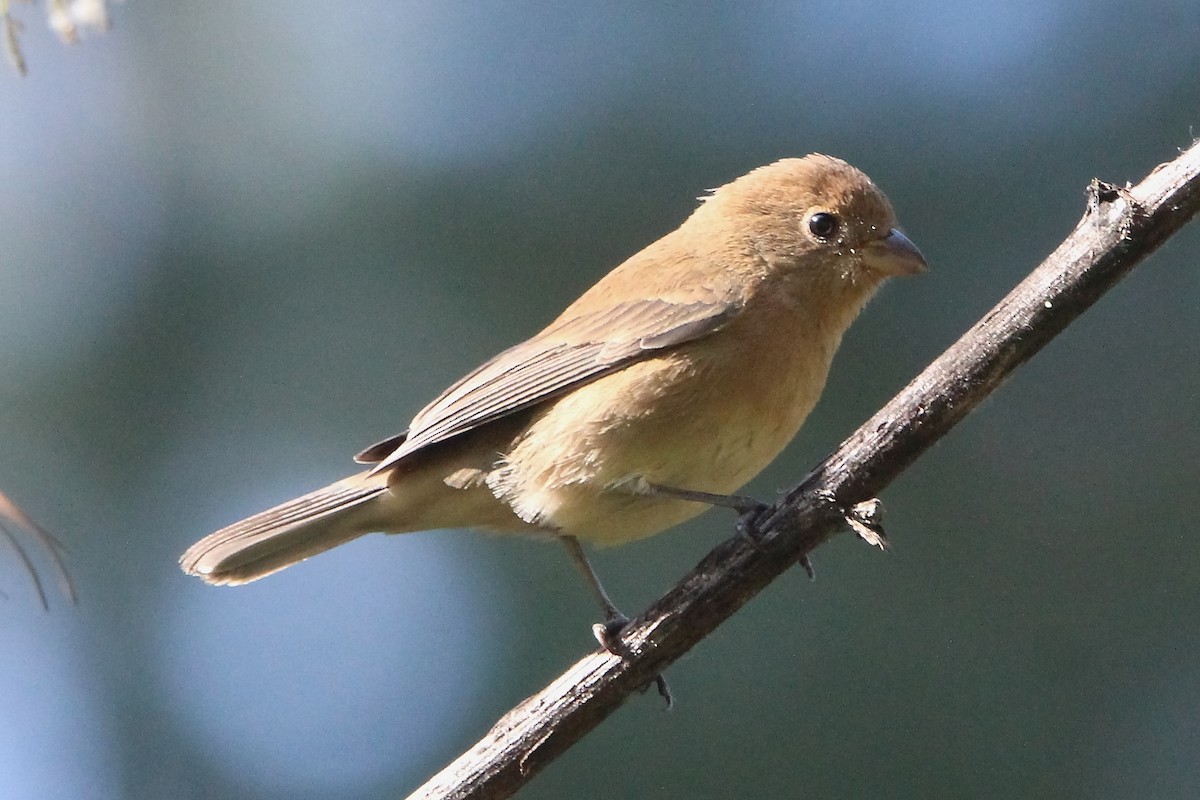 Varied Bunting - ML398525841