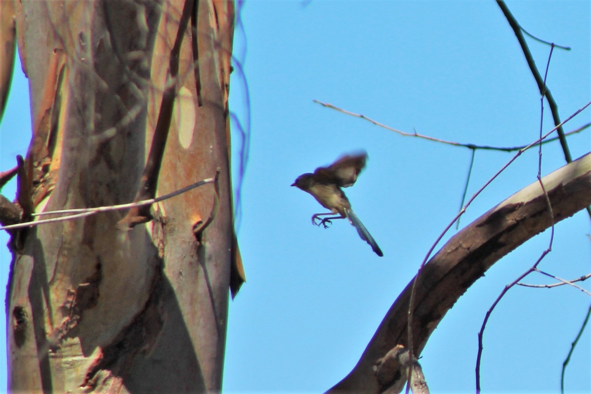 Purple-backed Fairywren (Purple-backed) - ML398526531