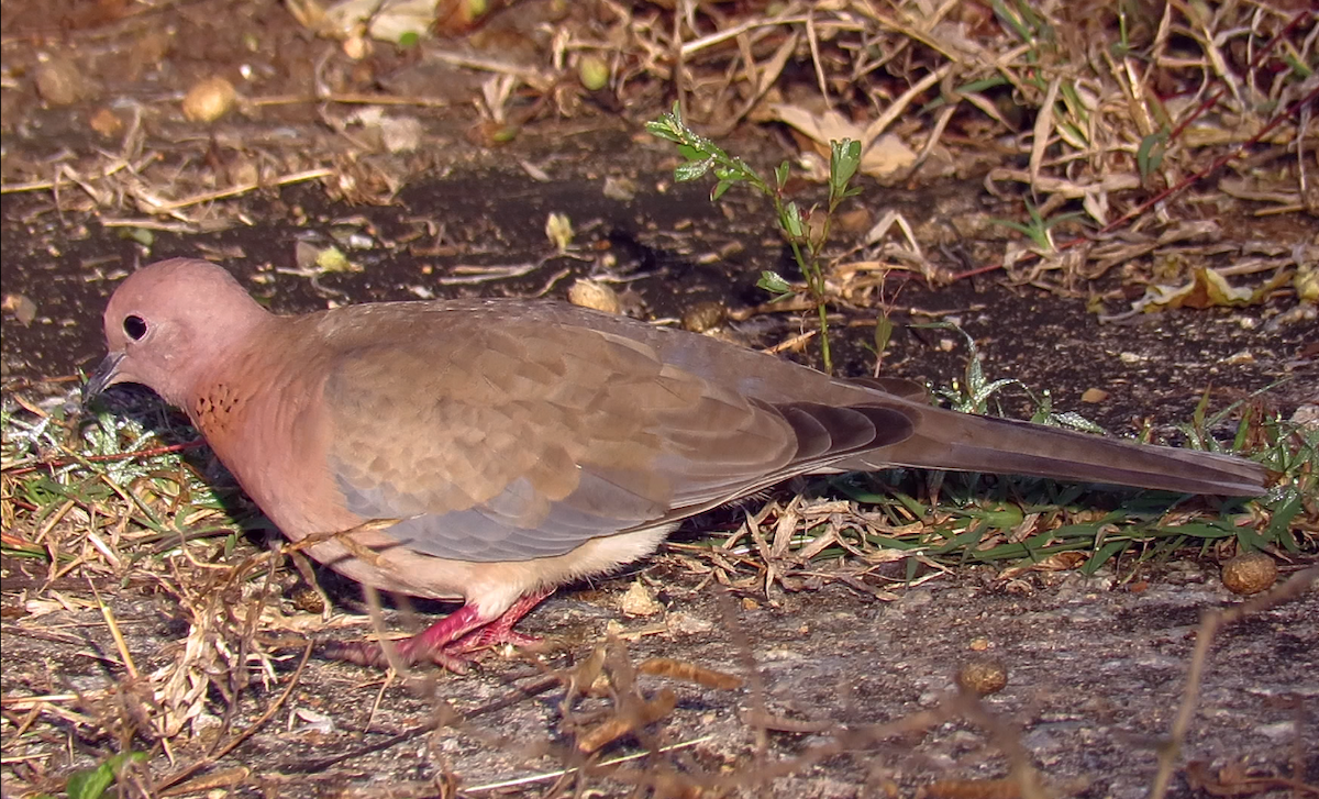 Laughing Dove - ML398527151