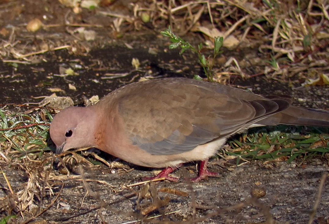 Laughing Dove - ML398527161