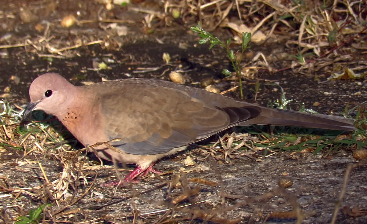 Laughing Dove - ML398527171