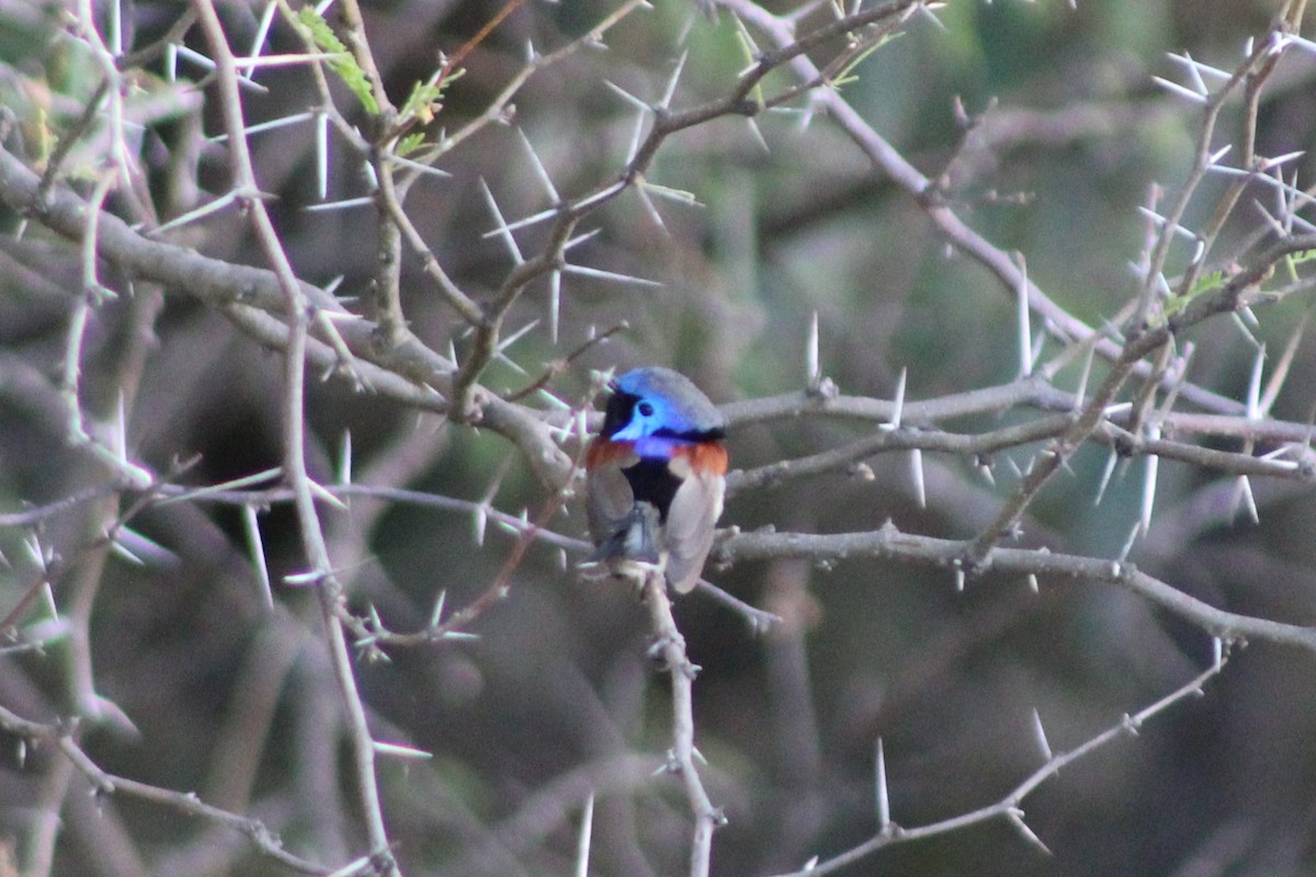 Purple-backed Fairywren (Purple-backed) - ML398527201