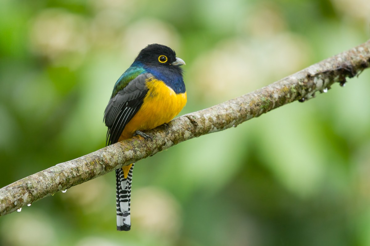 trogon podvazkový - ML398527441