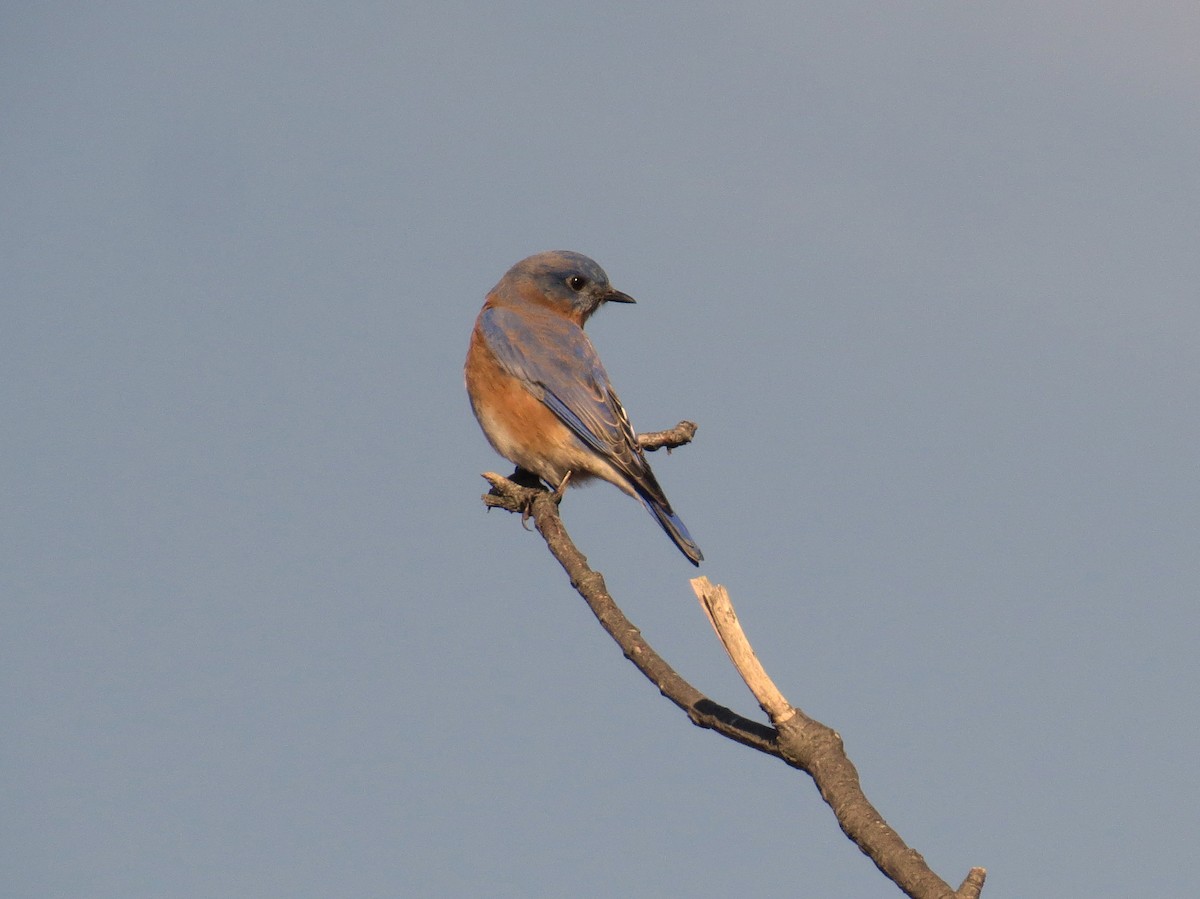 Eastern Bluebird - ML39852751
