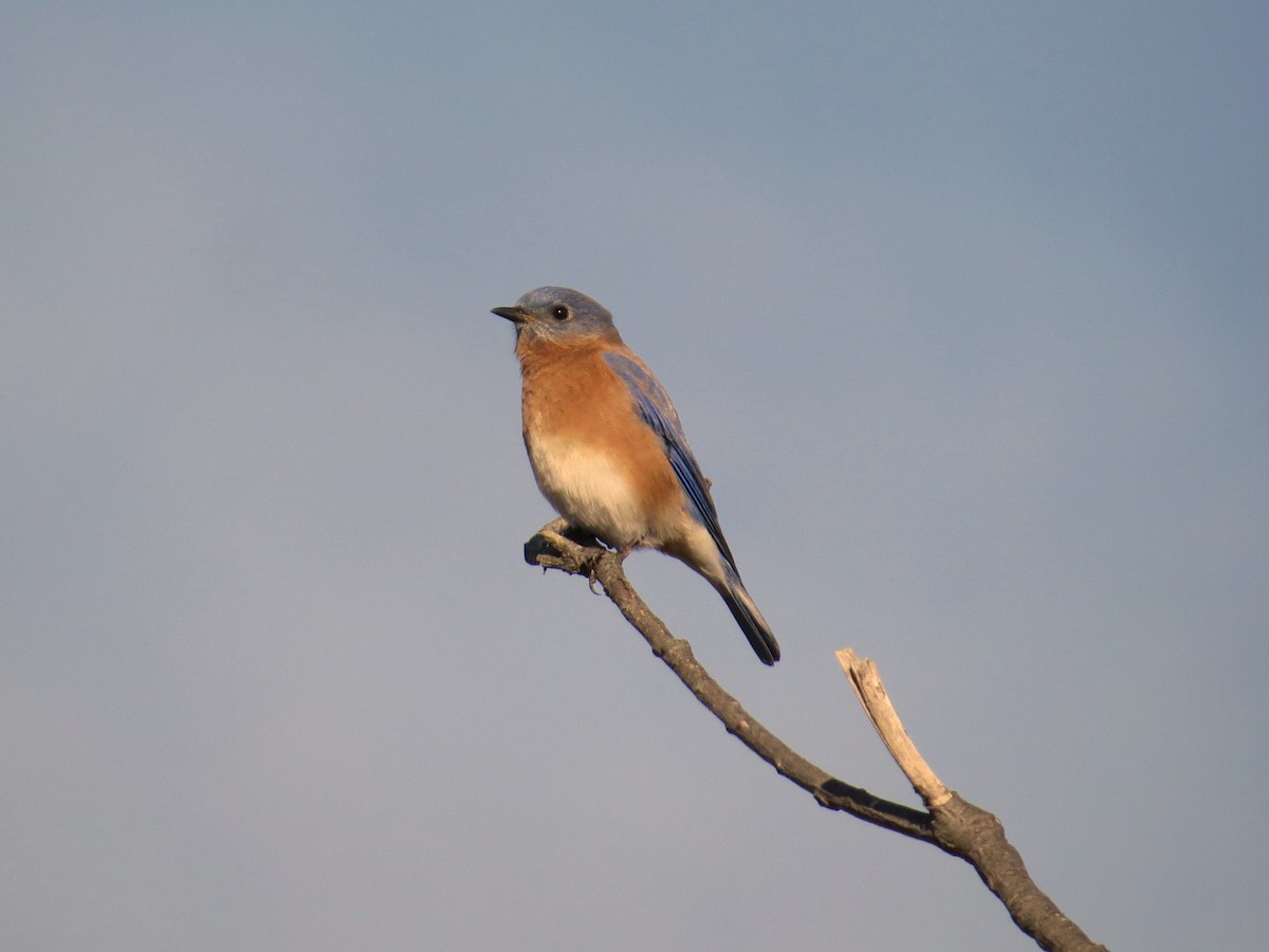 Eastern Bluebird - ML39852761
